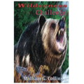 Wilderness Challenge